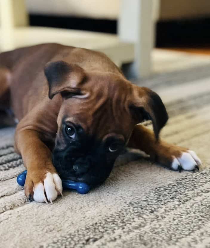 Boxer puppies image 13