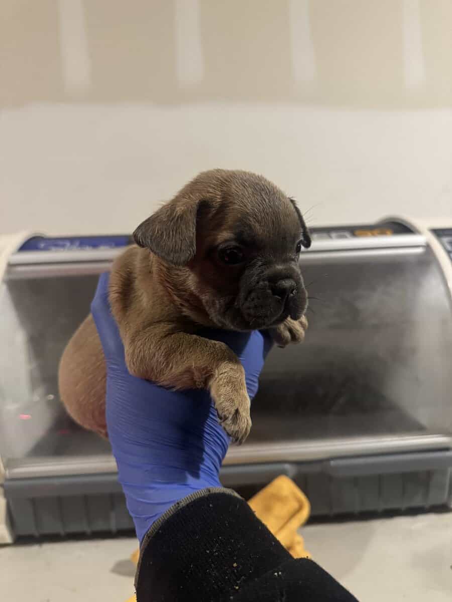 French Bulldog pup image 4
