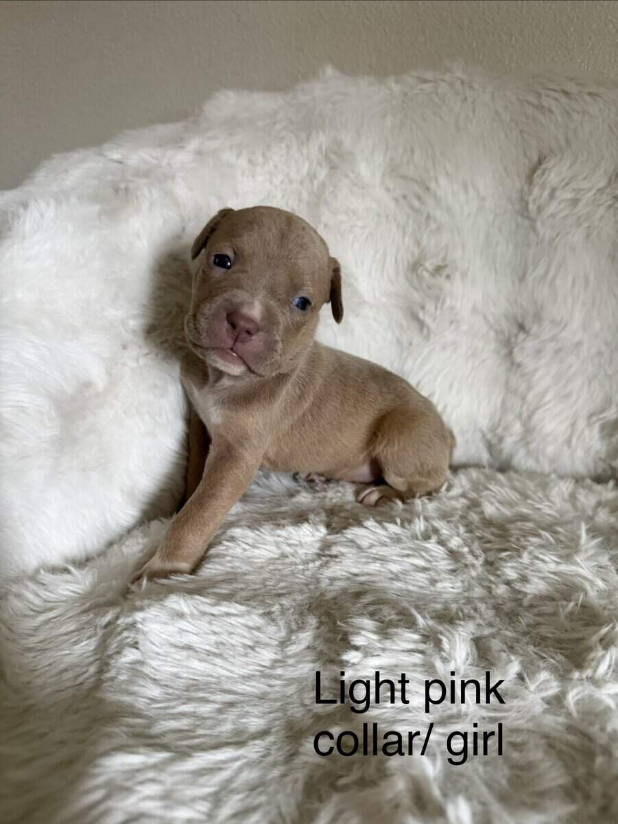 Bandog Puppies image 3