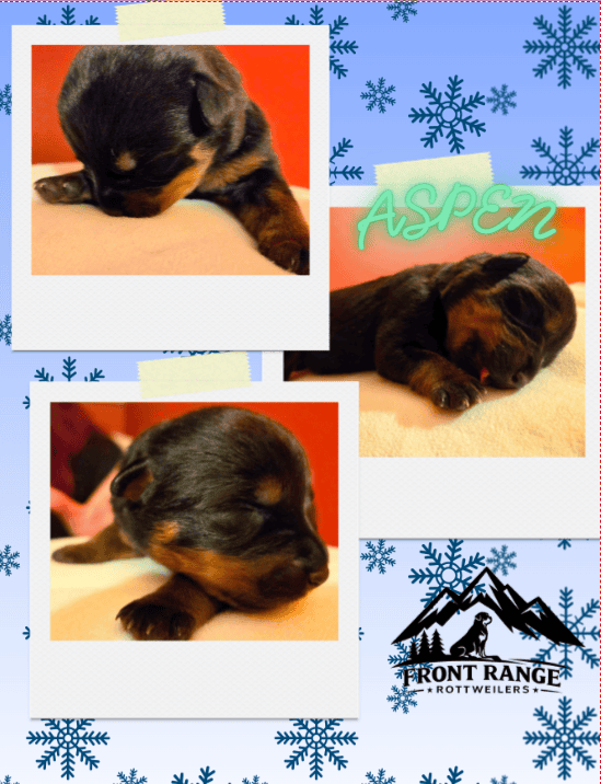 Front Range Rottweilers Looking For Loving Homes image 7