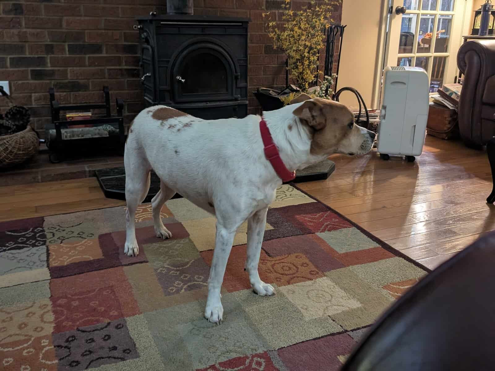 dog for adoption image 1