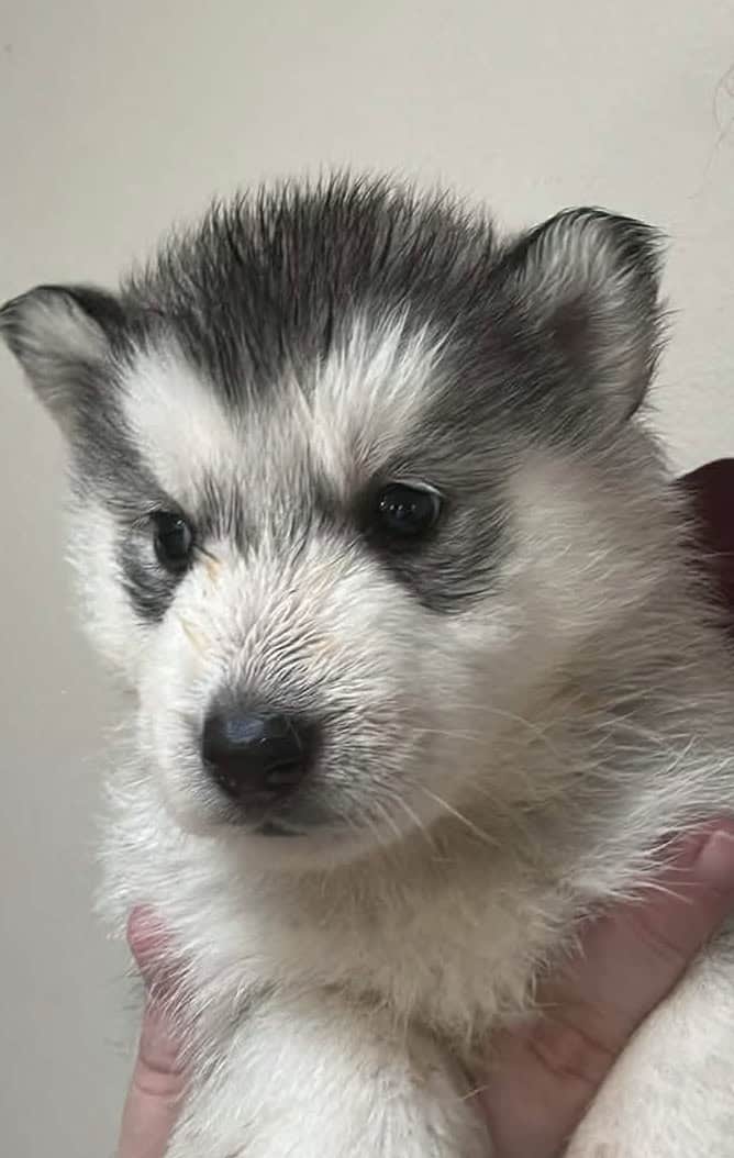 Husky’s image 4