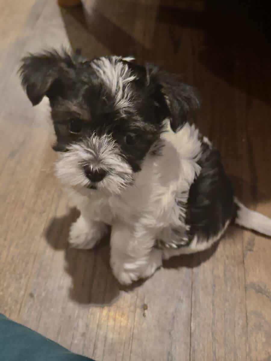 Havashire Male Puppies Perfect Companion image 1