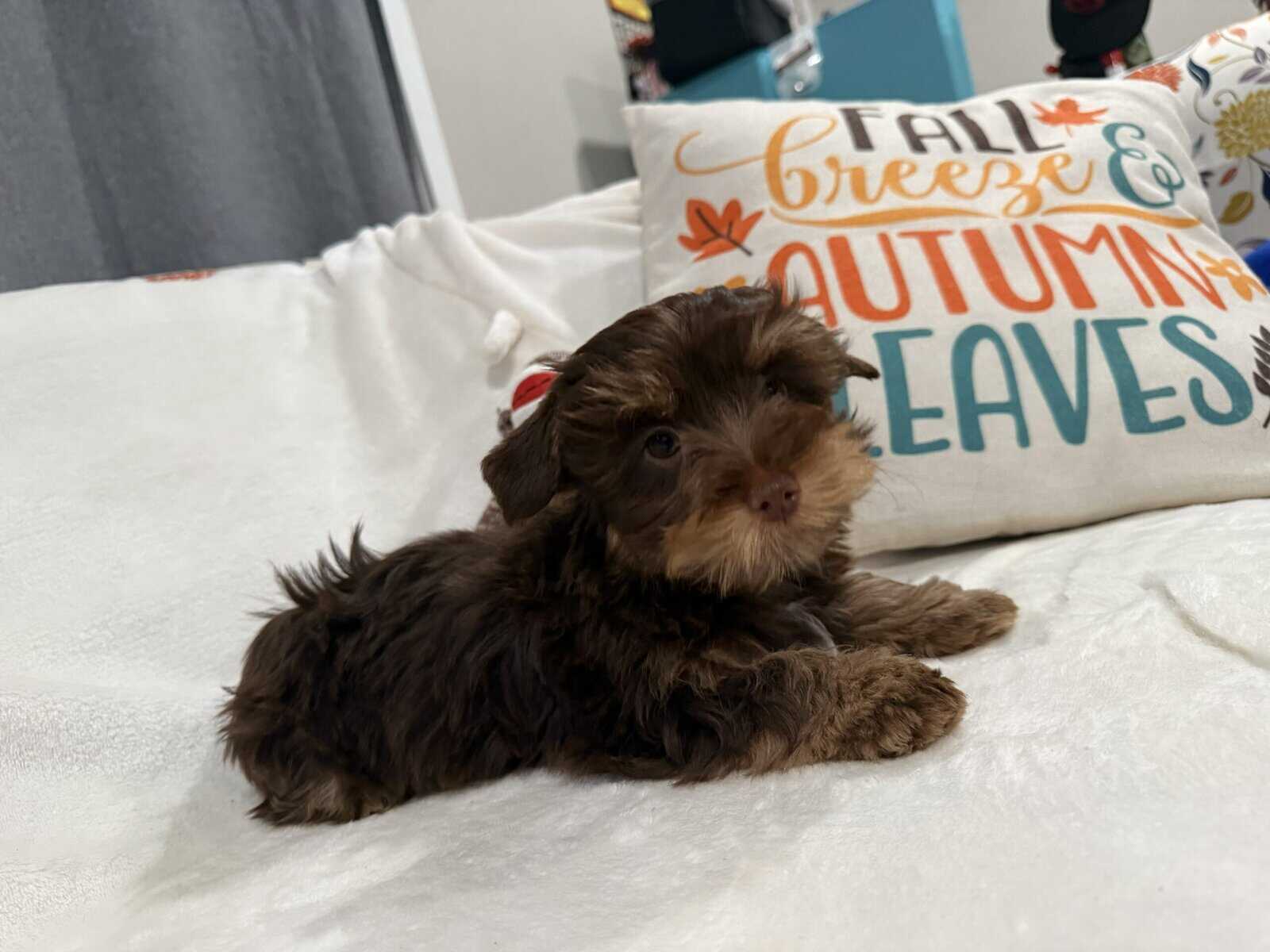 Rare Bitter Chocolate Yorkipoo cuddle bug image 2