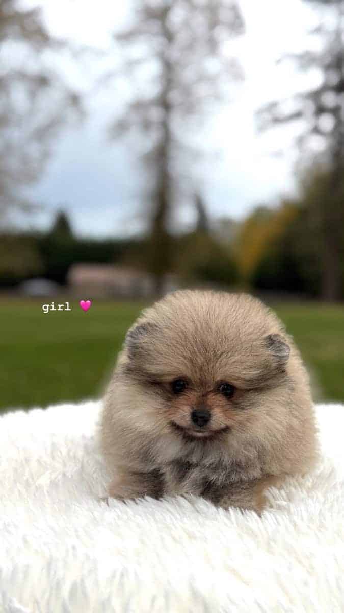 Pomeranians Looking for a New Home image 5