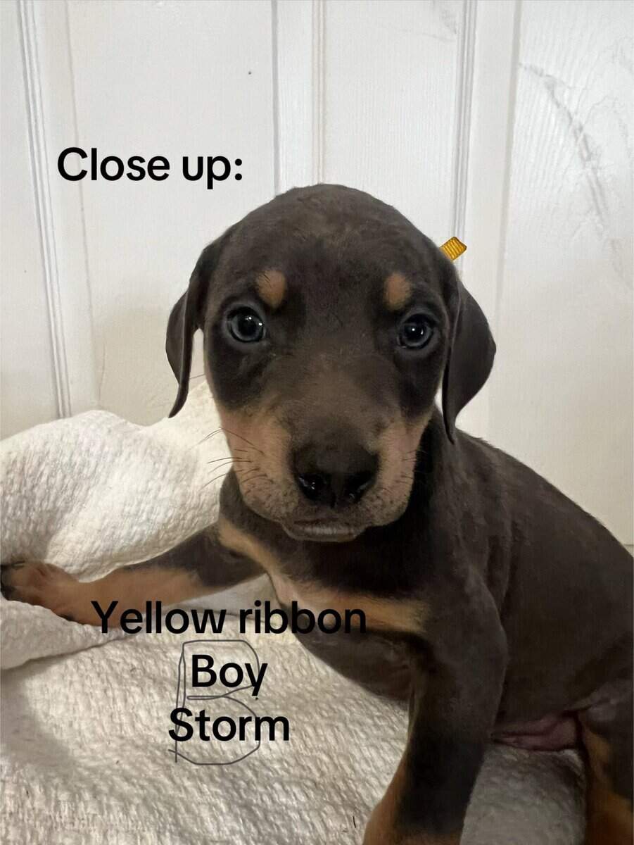 🔥 Rare Exotic Dober Bullies – Stunning Tri-Color image 7
