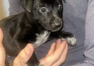 3 males puppies left