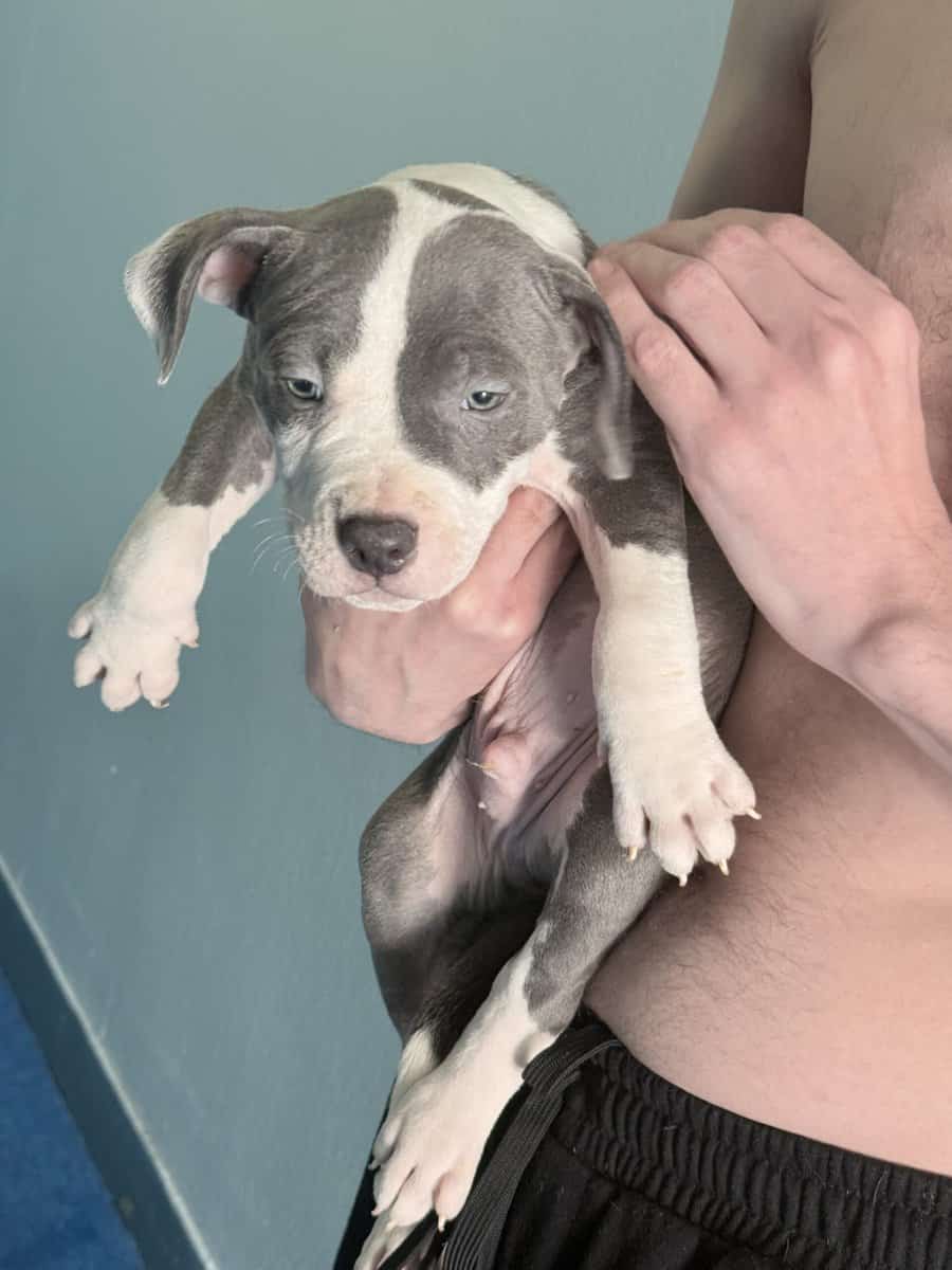 Male American staffy bully mix image 4
