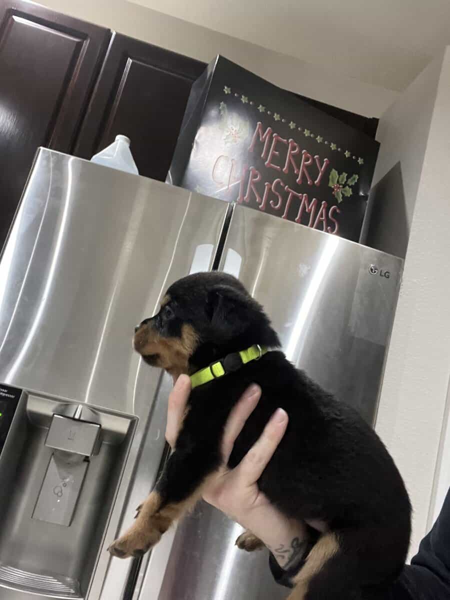 Lime Green Collar Rottweiler image 5