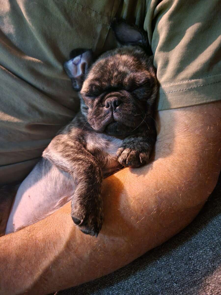 Sweet playful brother pugs image 1