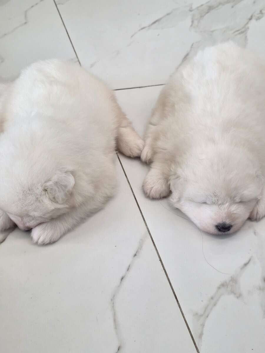 Samoyed female's 4 weeks image 4