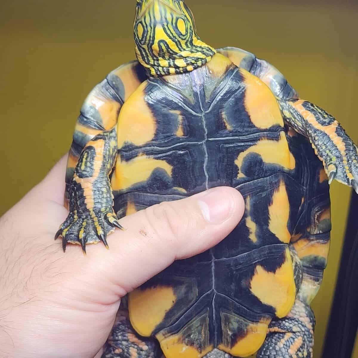 D'orbigny's slider turtle image 2