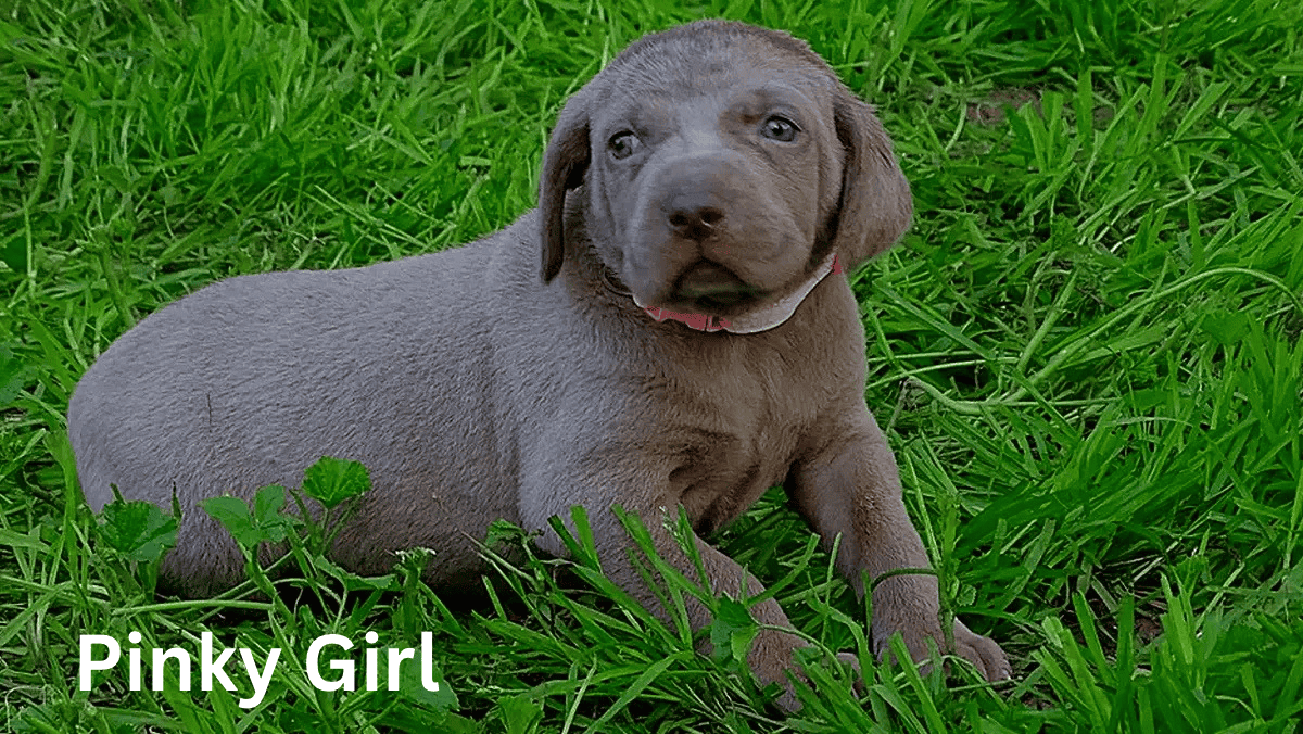 Weimaraner Puppies image 4