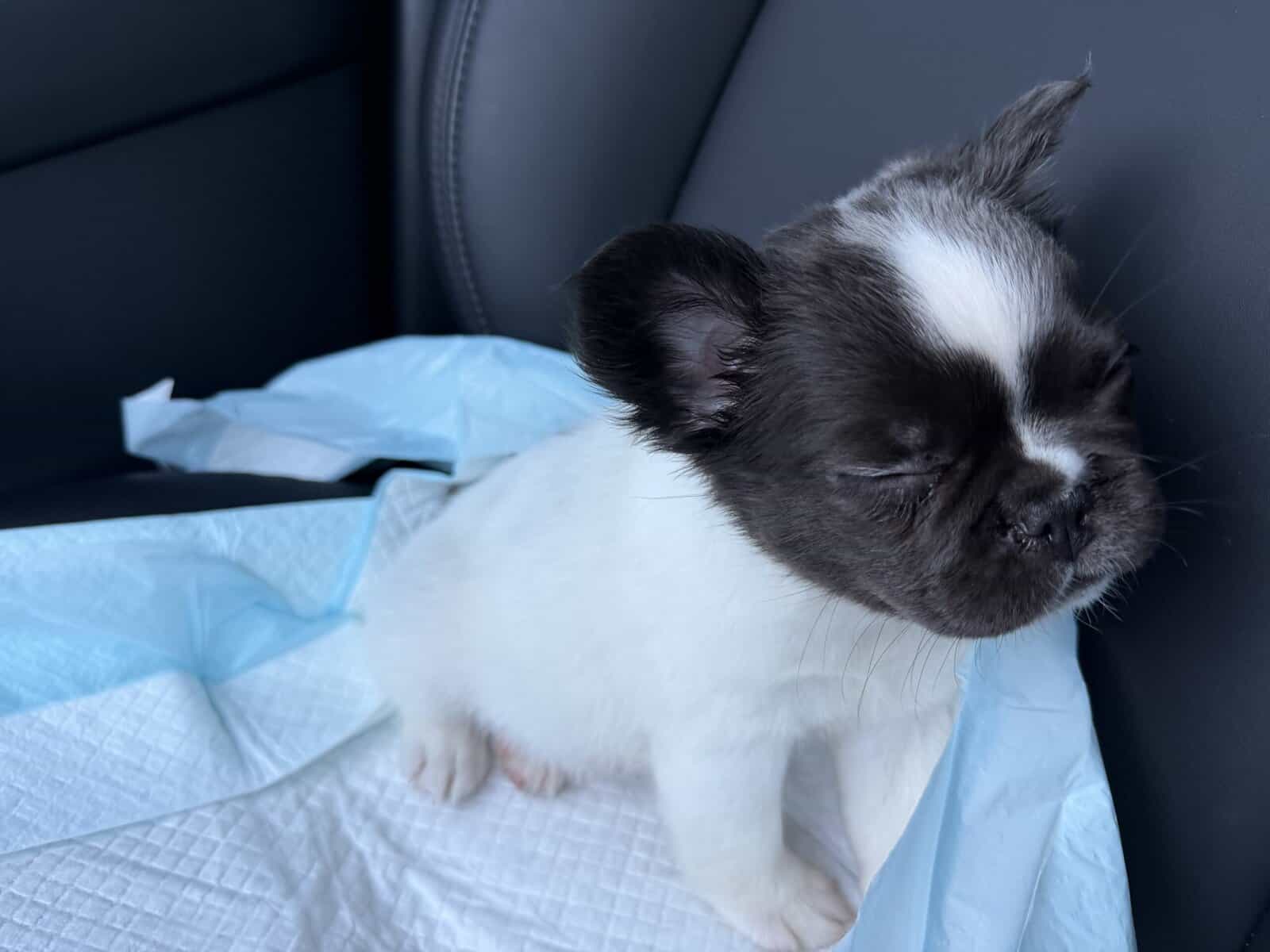 Fluffy French bulldog puppy black-and-white image 1