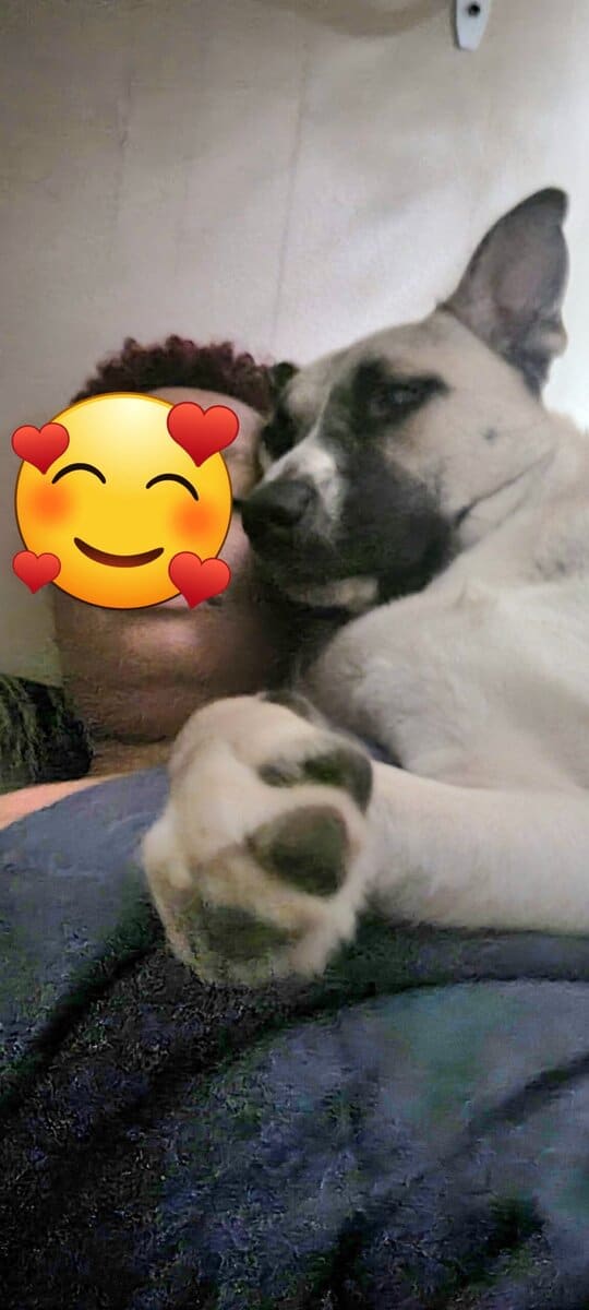 Free Husky Pitbull Terrier 1.5yo image 3