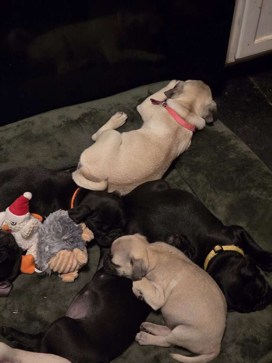 Pug puppies for sale image 1