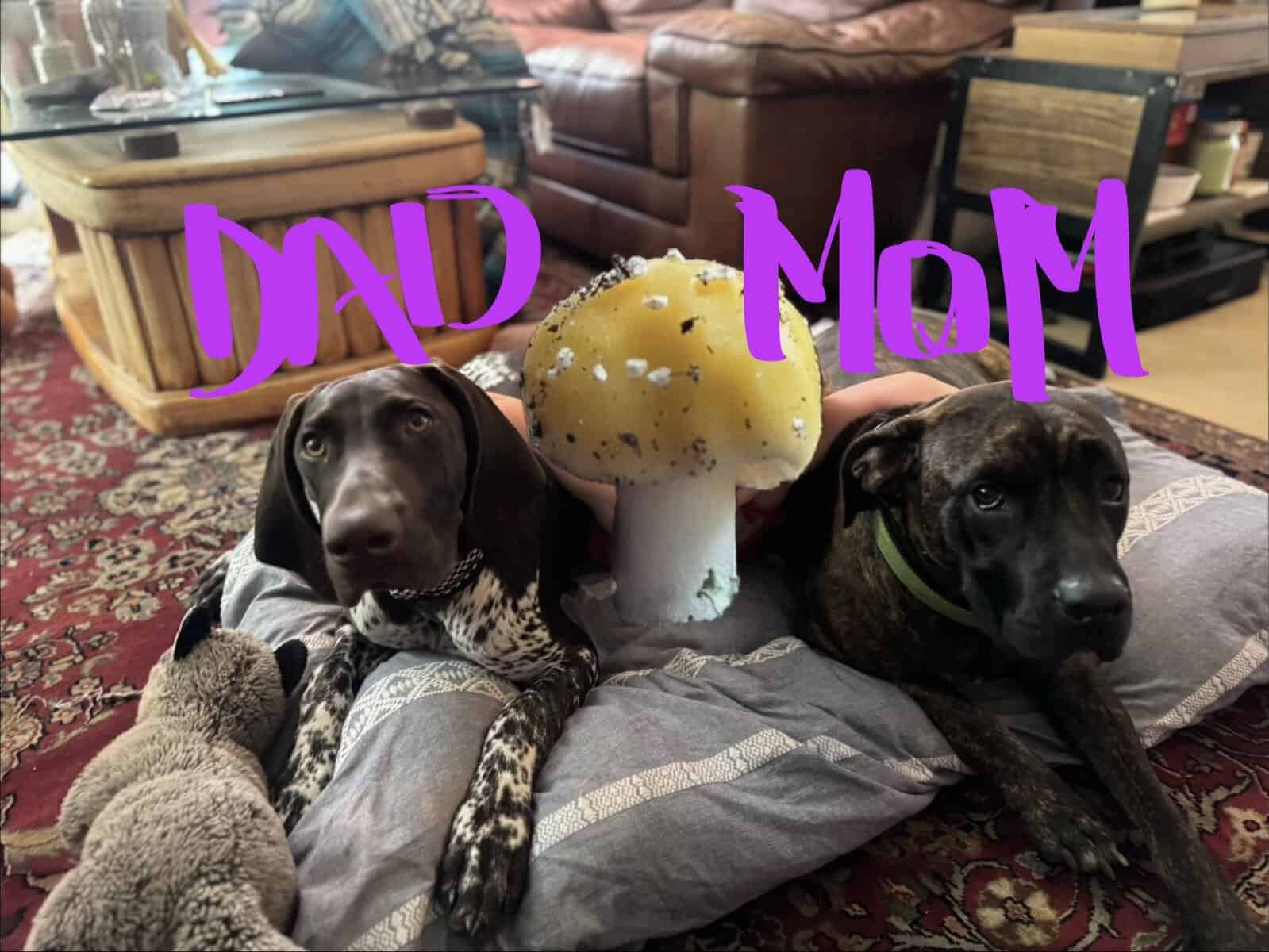 Cane Corso X German Shorthair Pointer image 1