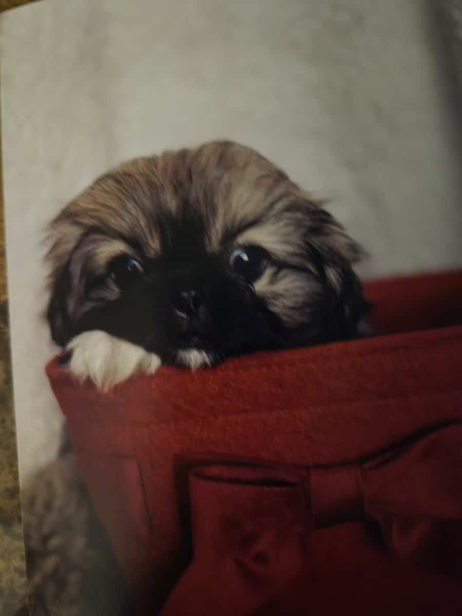 Flatnose Pekingese image 1