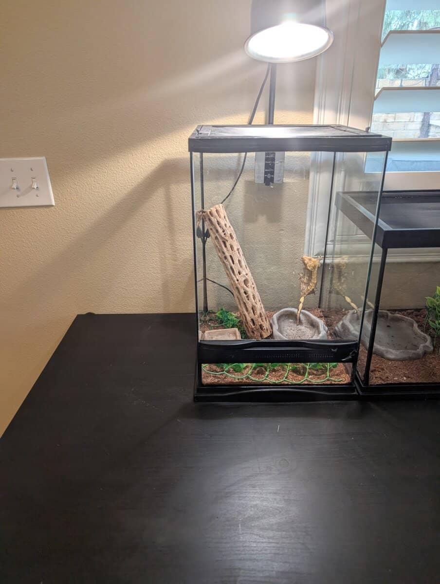 Crested and Leopard Geckos image 7