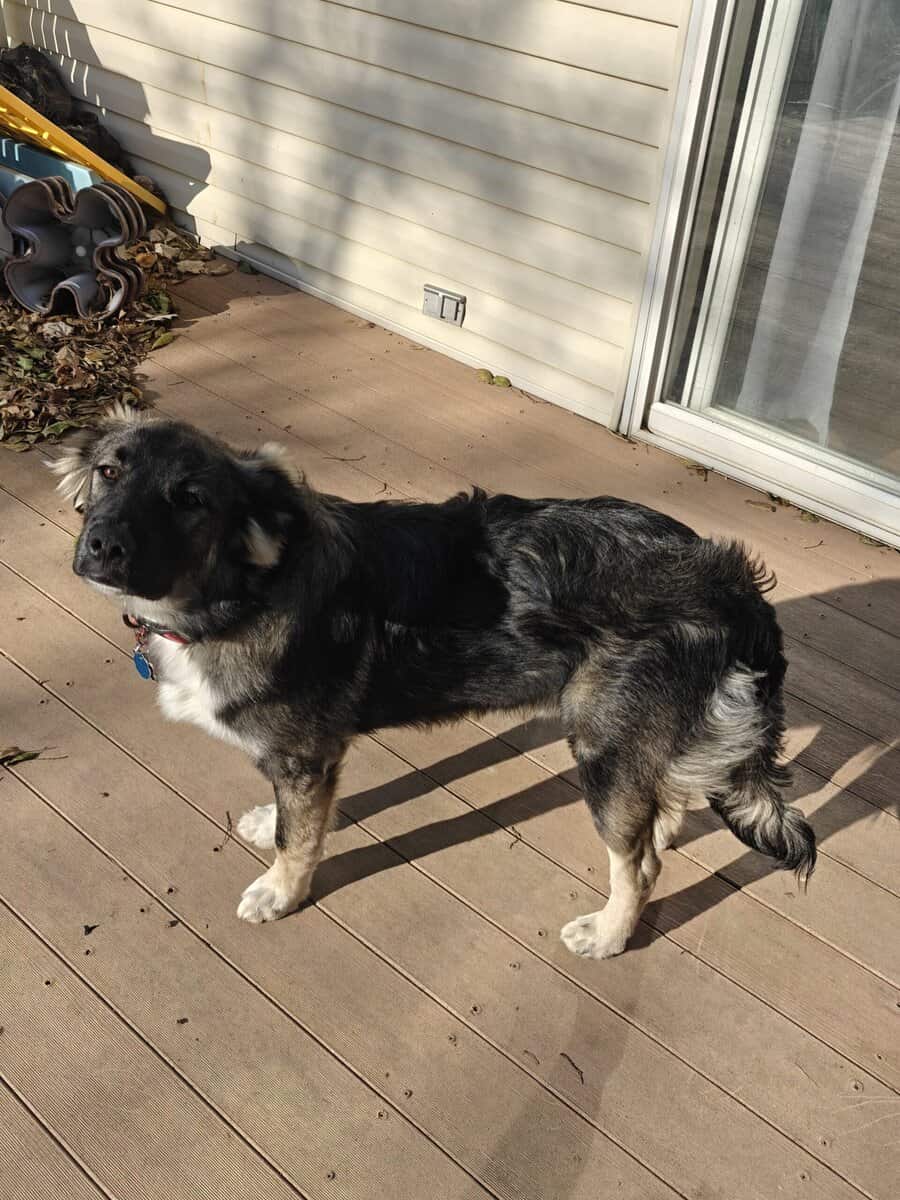 8m old trained Husky mix image 2