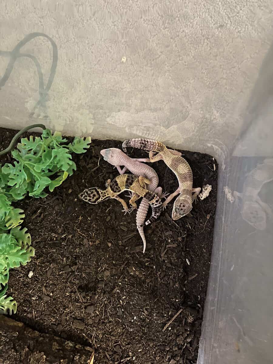 Assorted leopard geckos image 1
