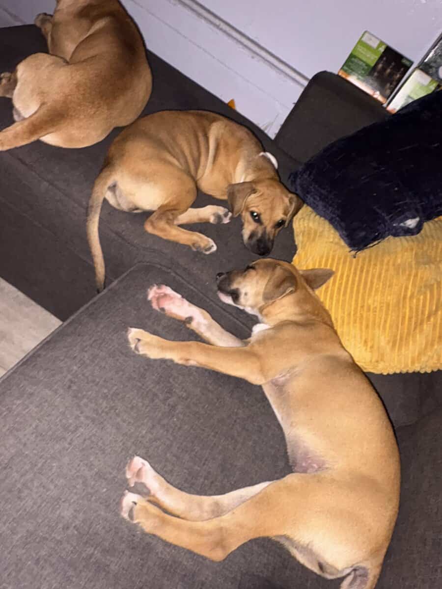 Rehome Male & Female Pup image 5