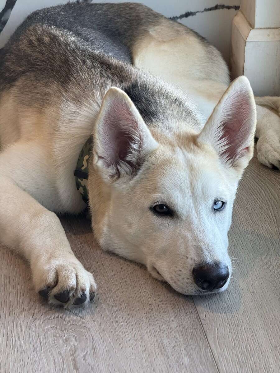 Please adopt Koa image 1