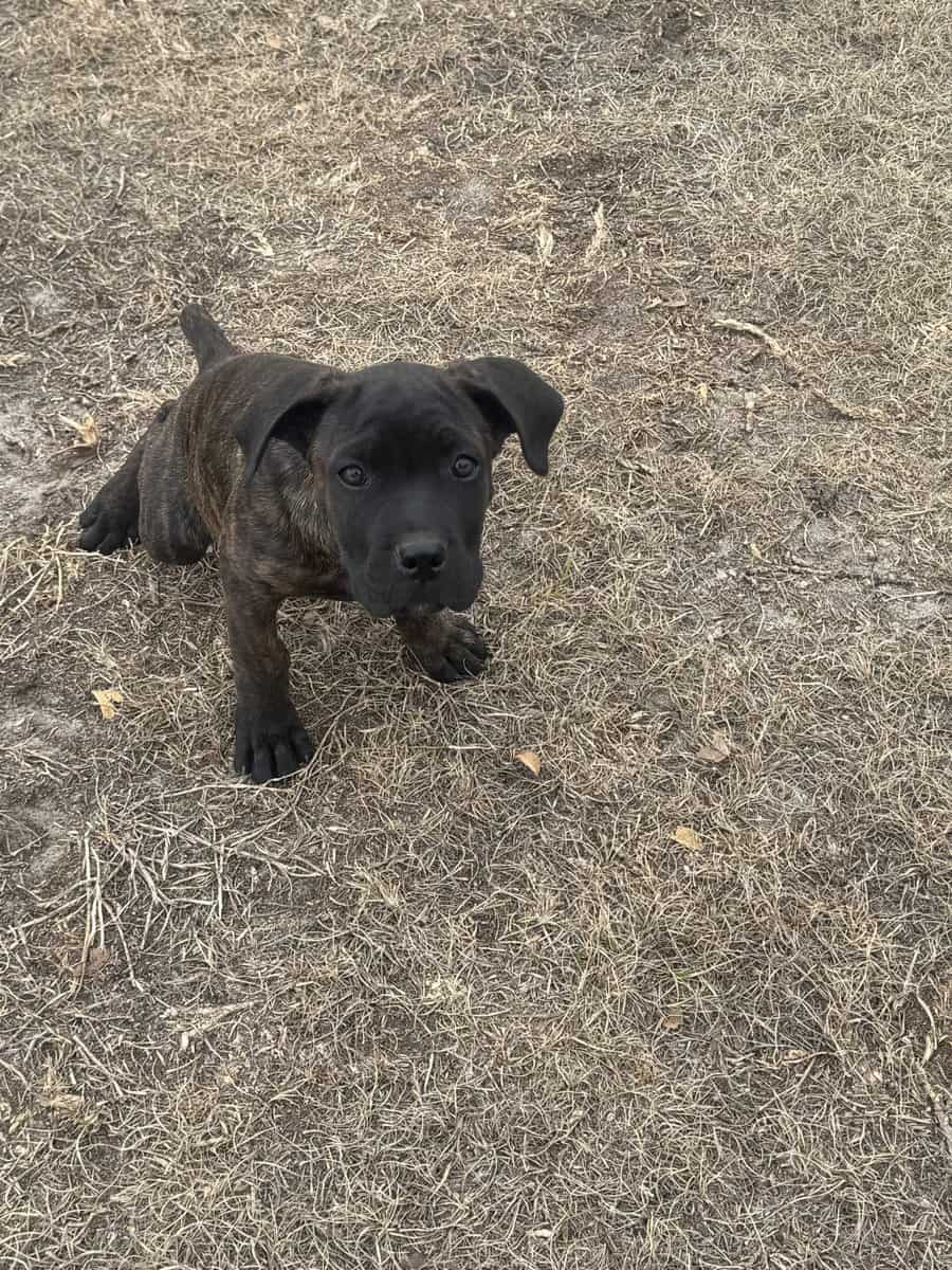 Cane Corso puppies image 23