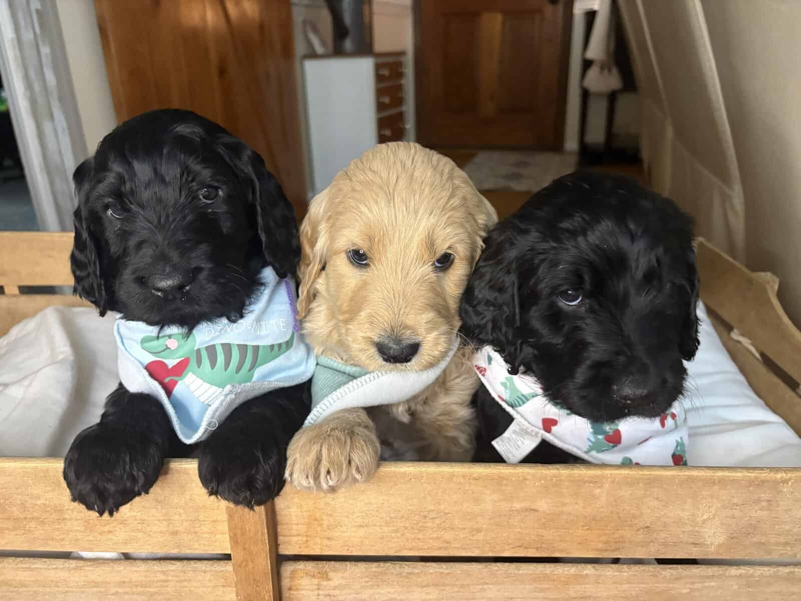 Goldendoodle Puppies image 4