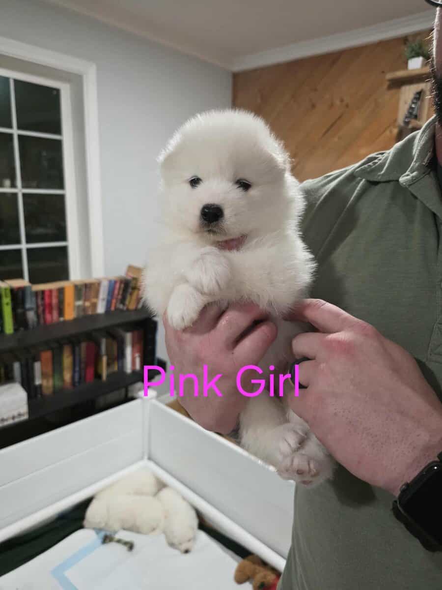 Beautiful Samoyed Puppies image 4