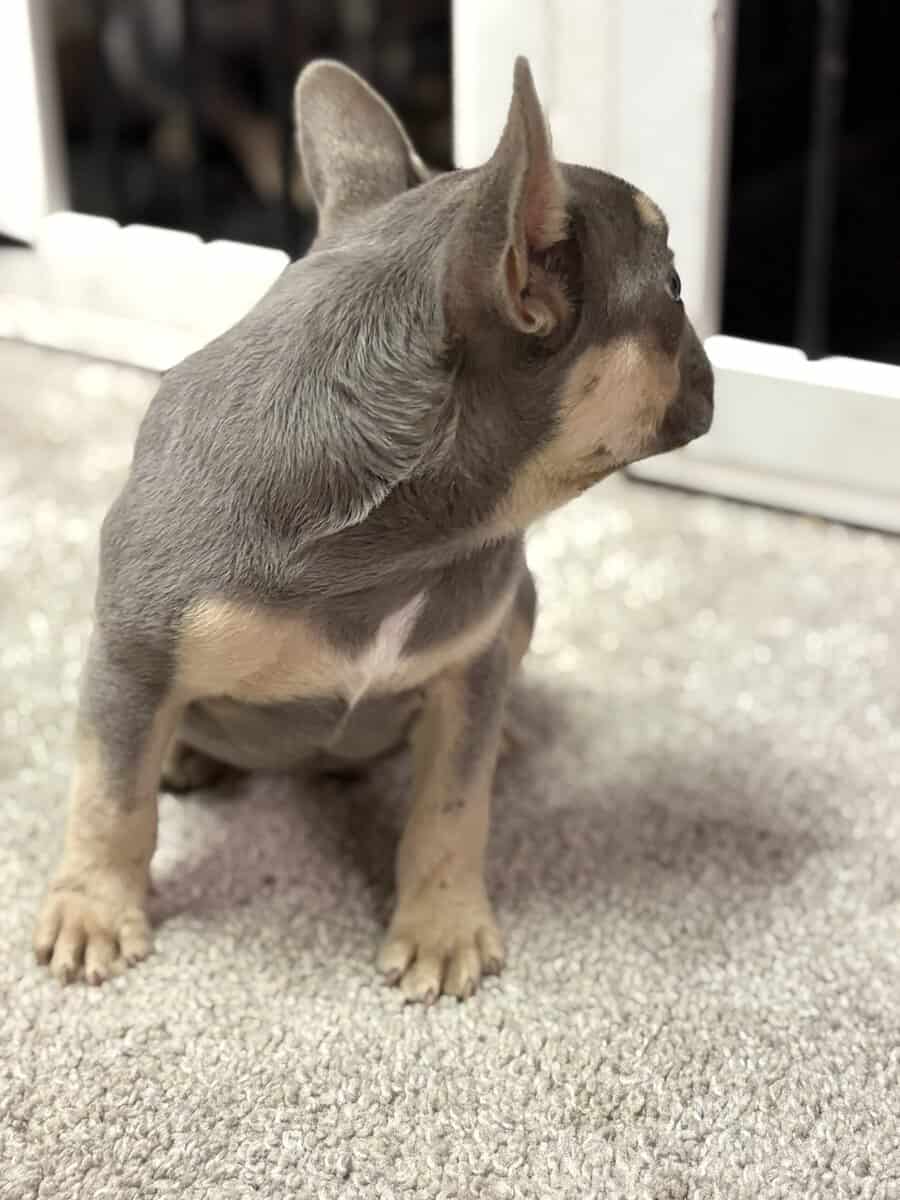 Tyson French Bulldog image 6