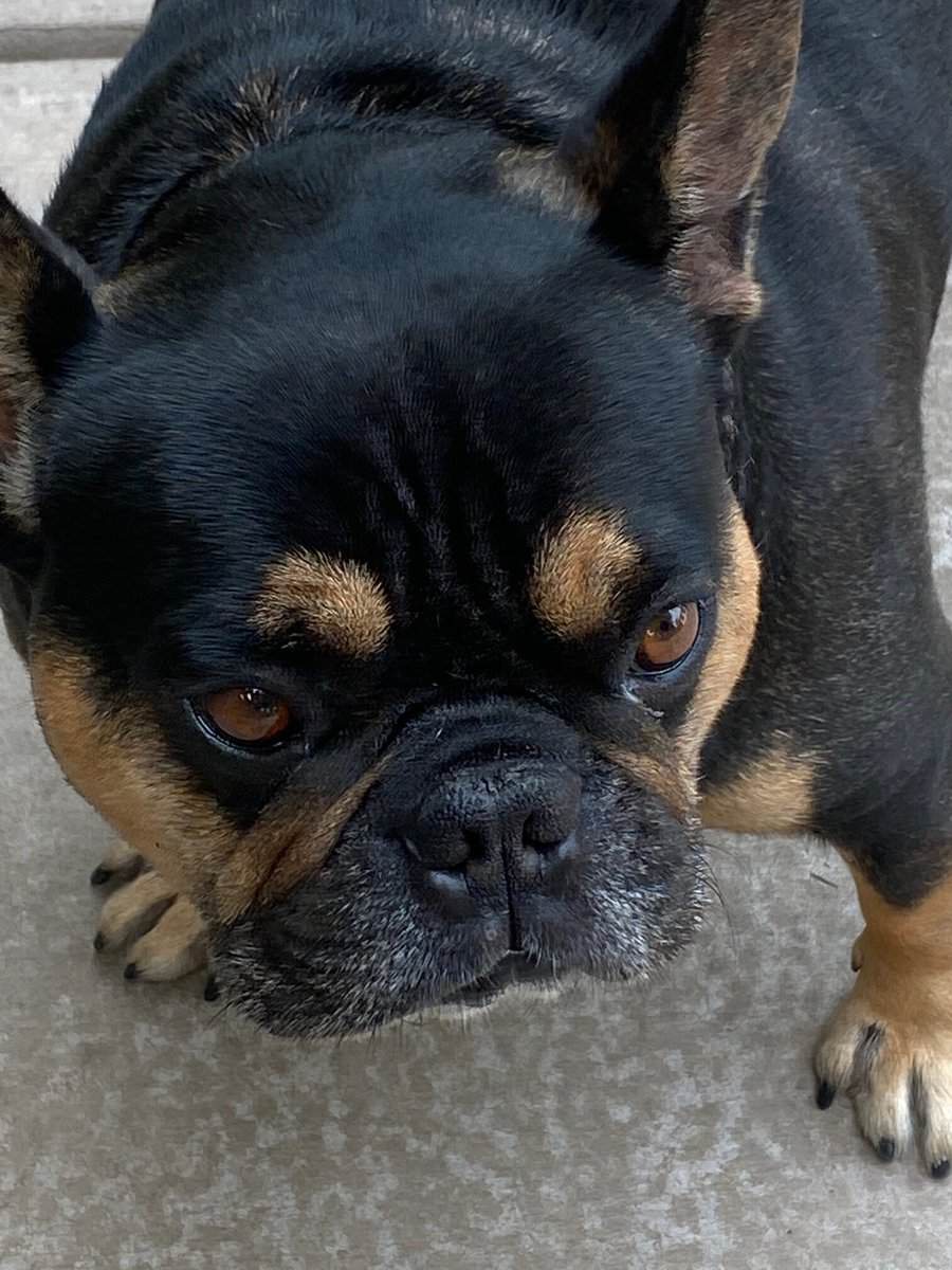 10 year old french bull dog needs new home image 1