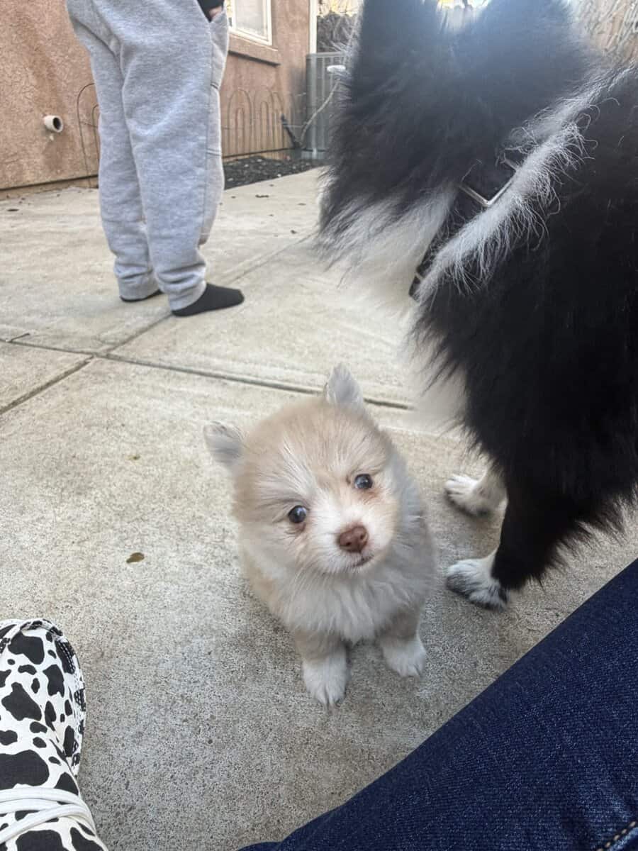 Pom puppies image 5