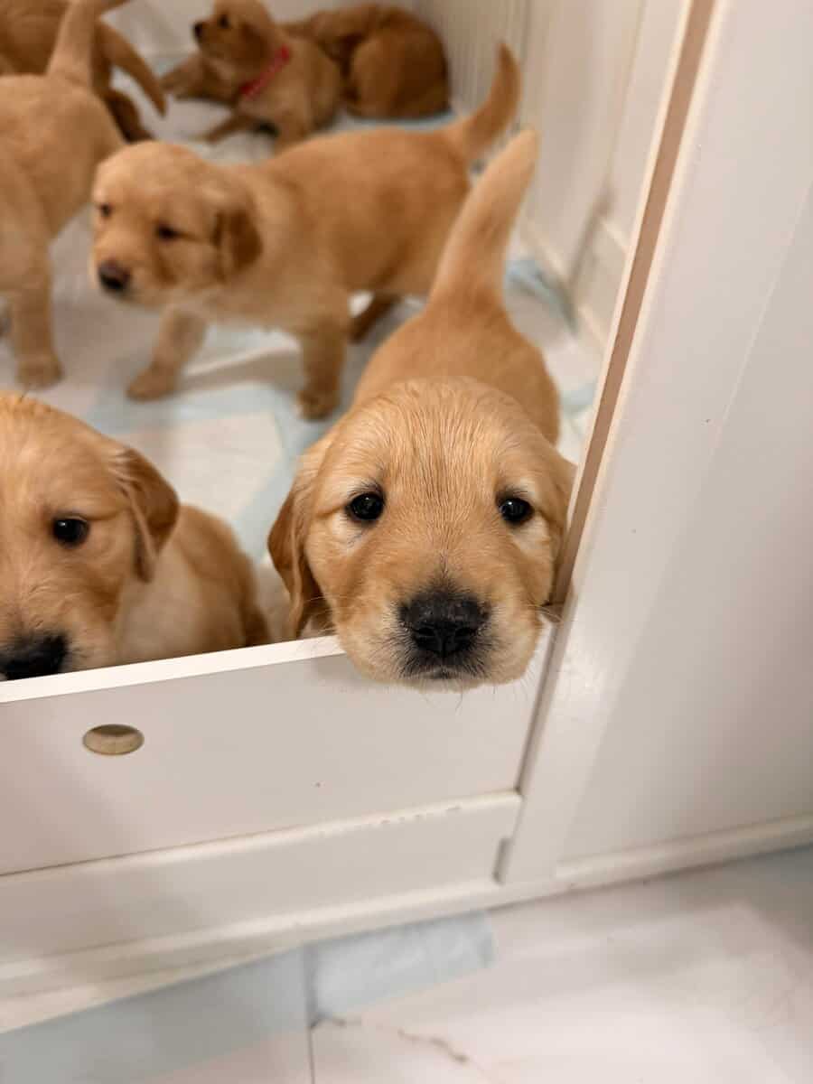 Golden retriever puppies image 8