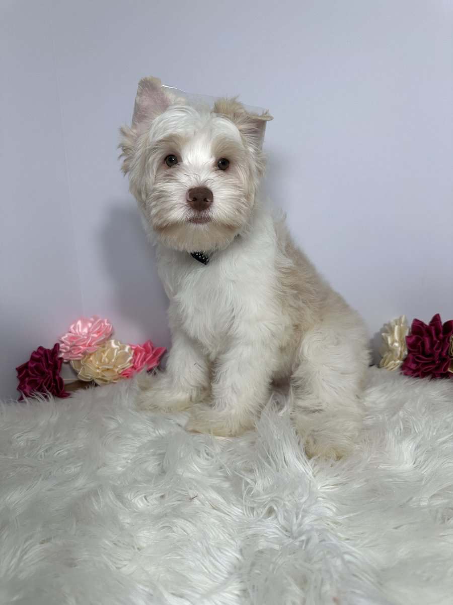 Blonde chocolate yorkie image 3
