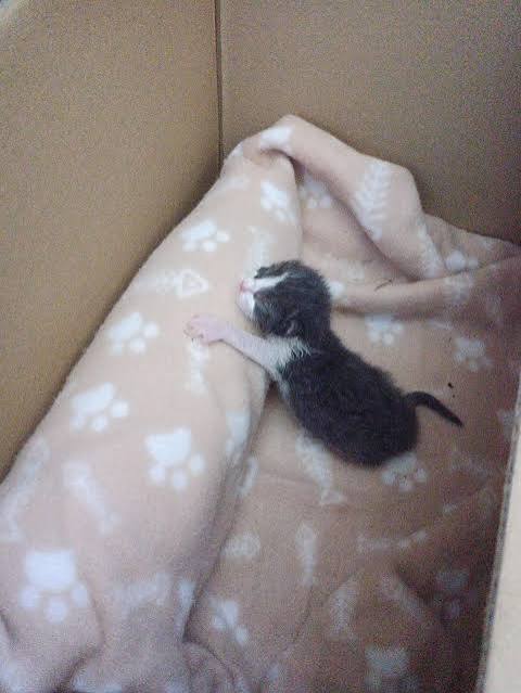 Furever Kitten Love image 17