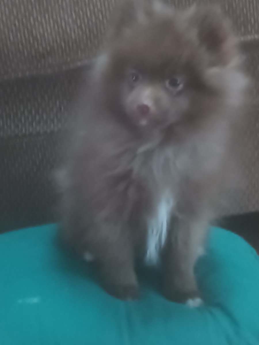 Brownie Pomeranian Puppy image 4