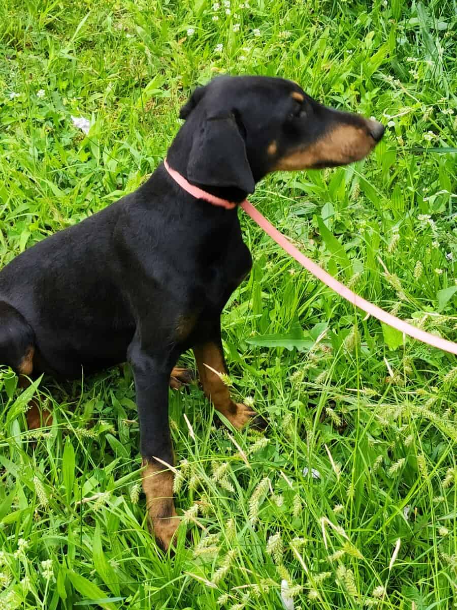 Doberman image 4