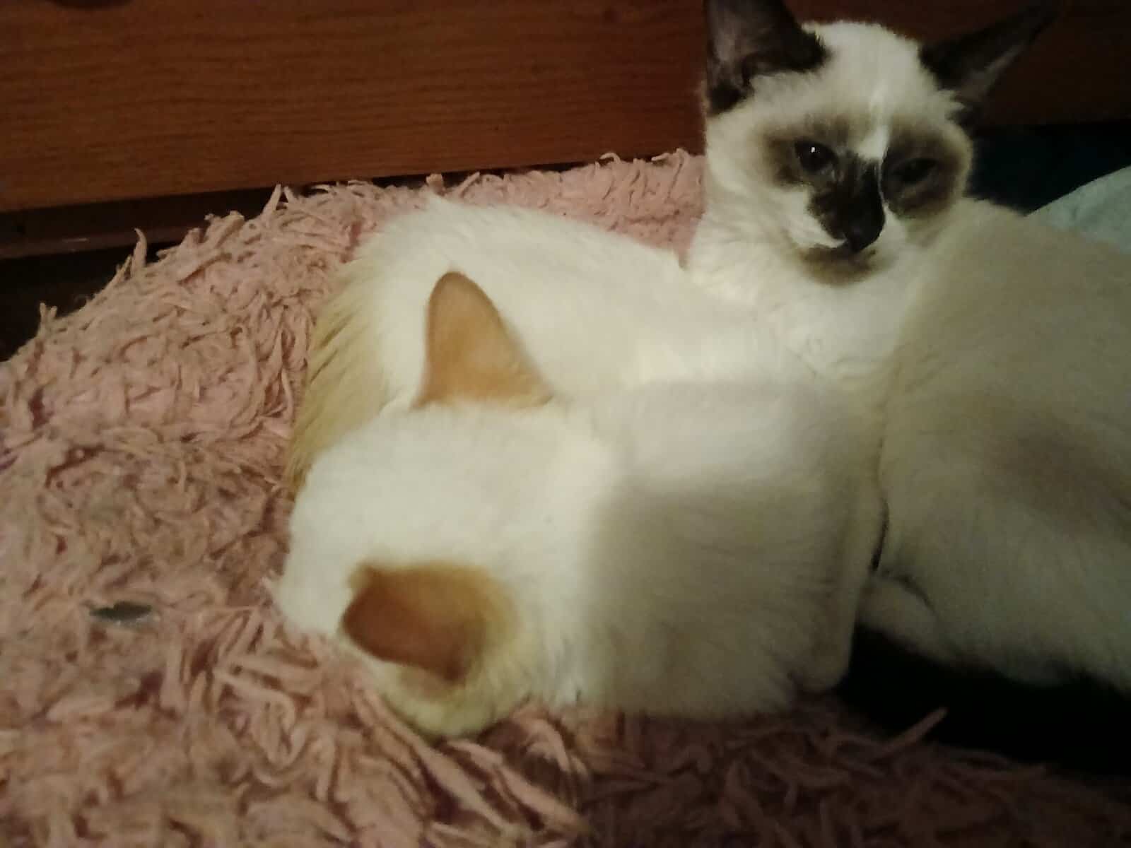 Siamese kitten image 1