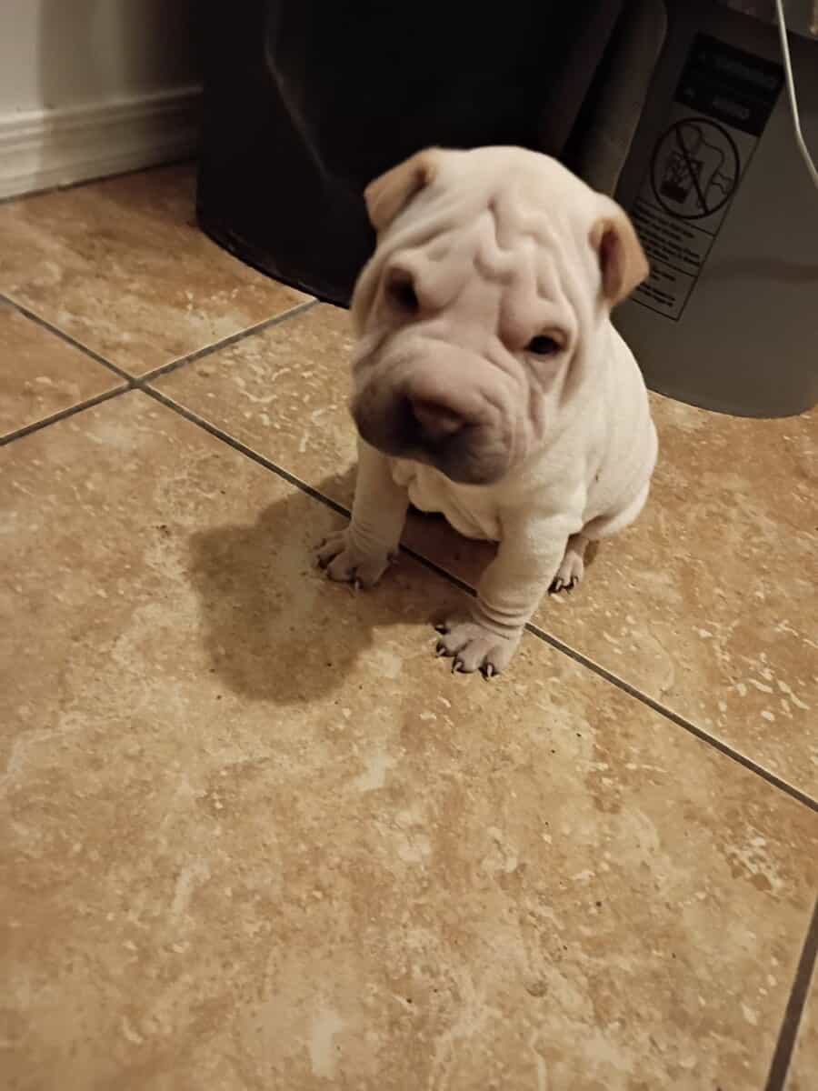 Shar pei puppies image 3
