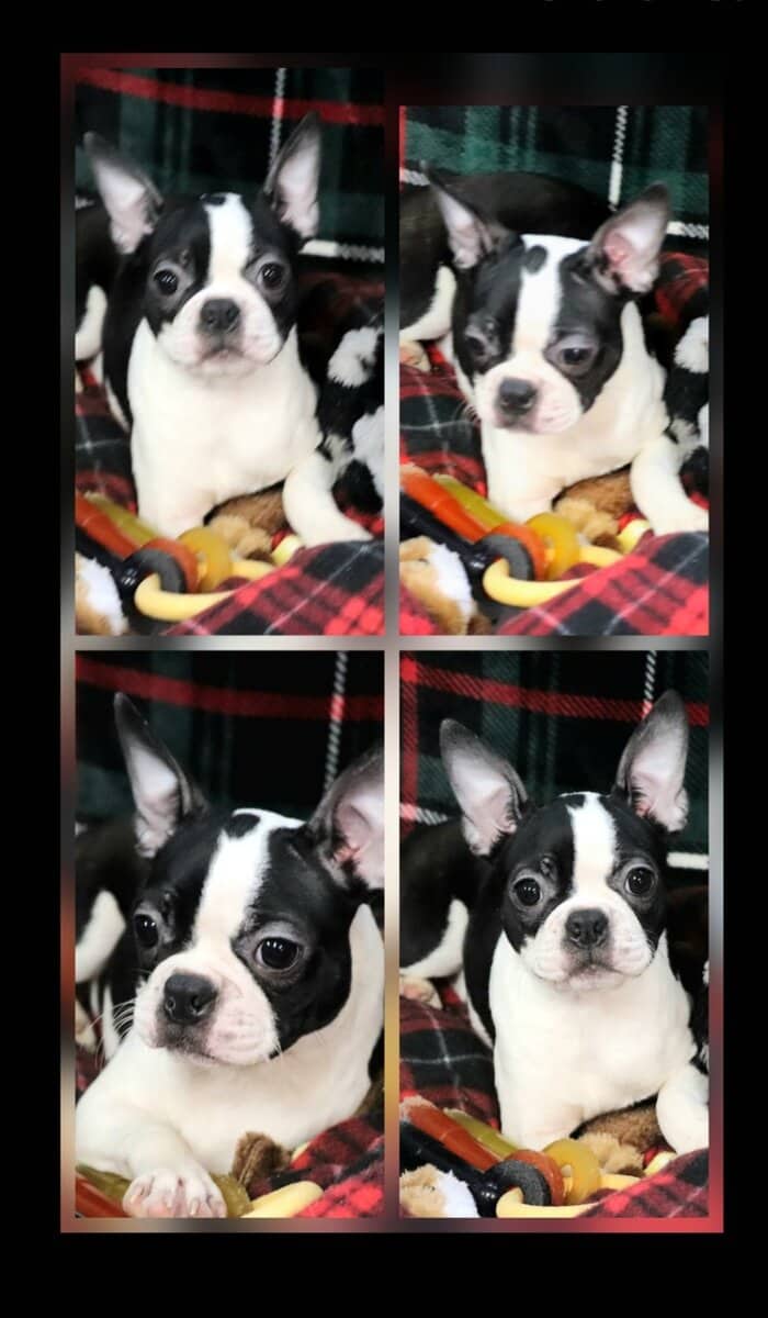 CKC Boston Terrier puppies image 1