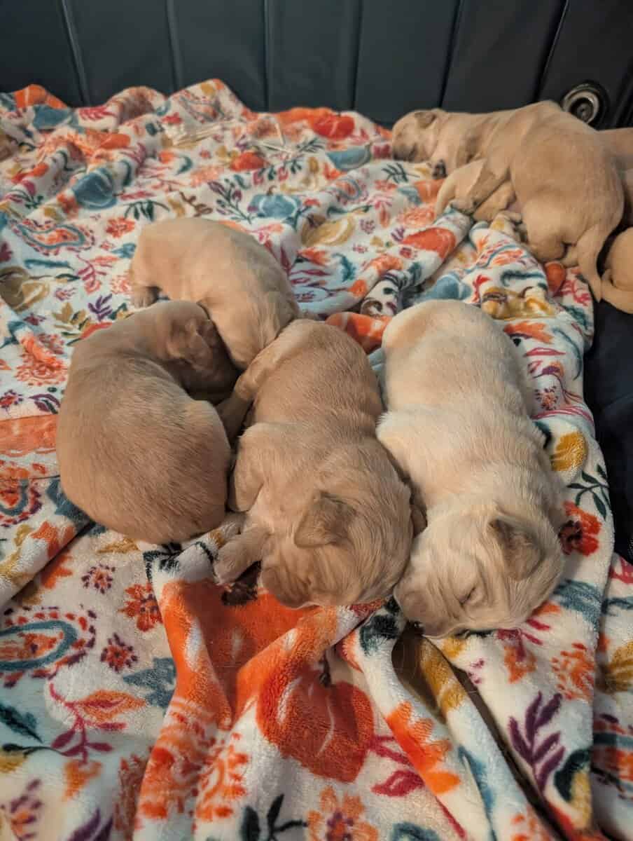 Golden retriever puppies image 7