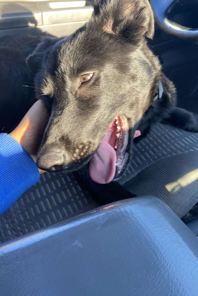 Giving my dog away due to life circumstances image 1