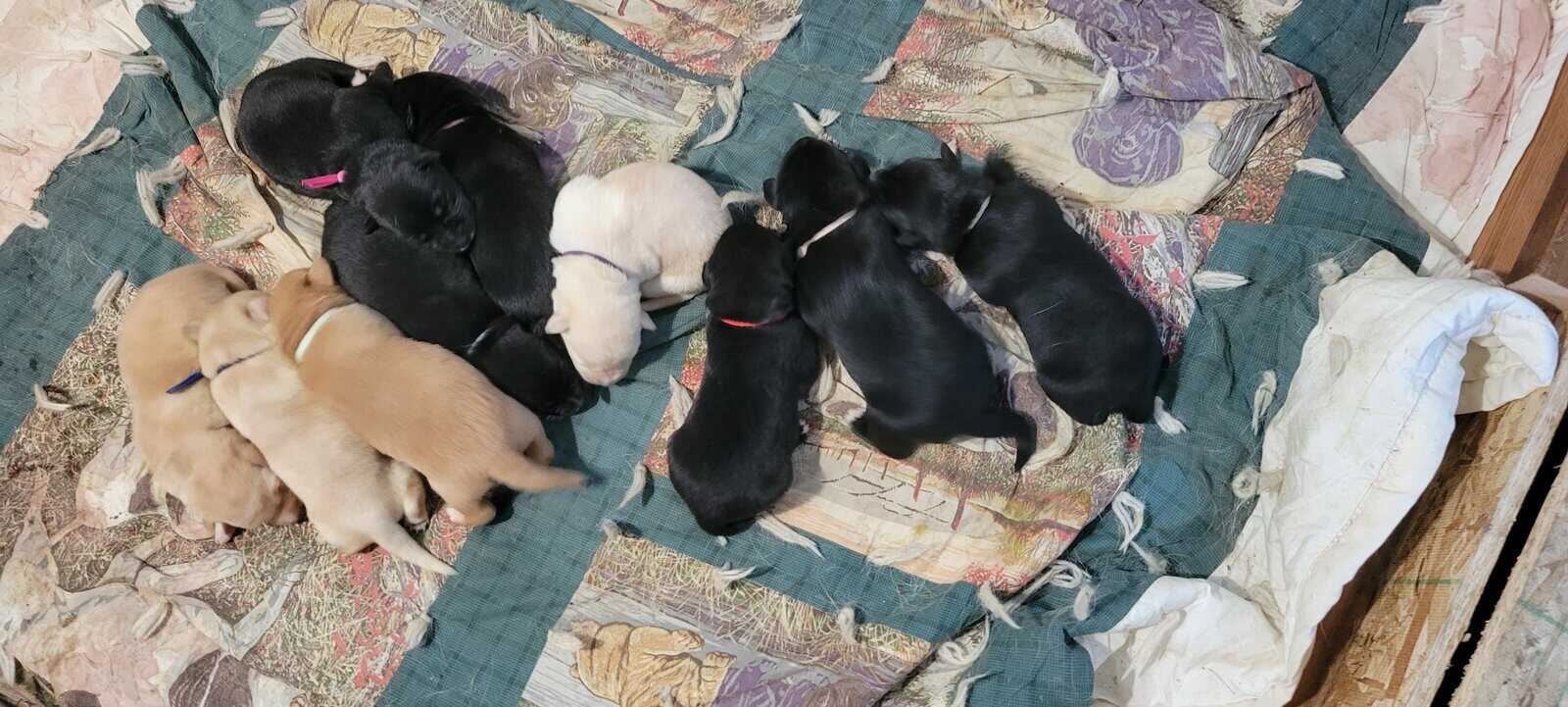 Labrador Retriever/Border Collie Puppies For Sale image 14