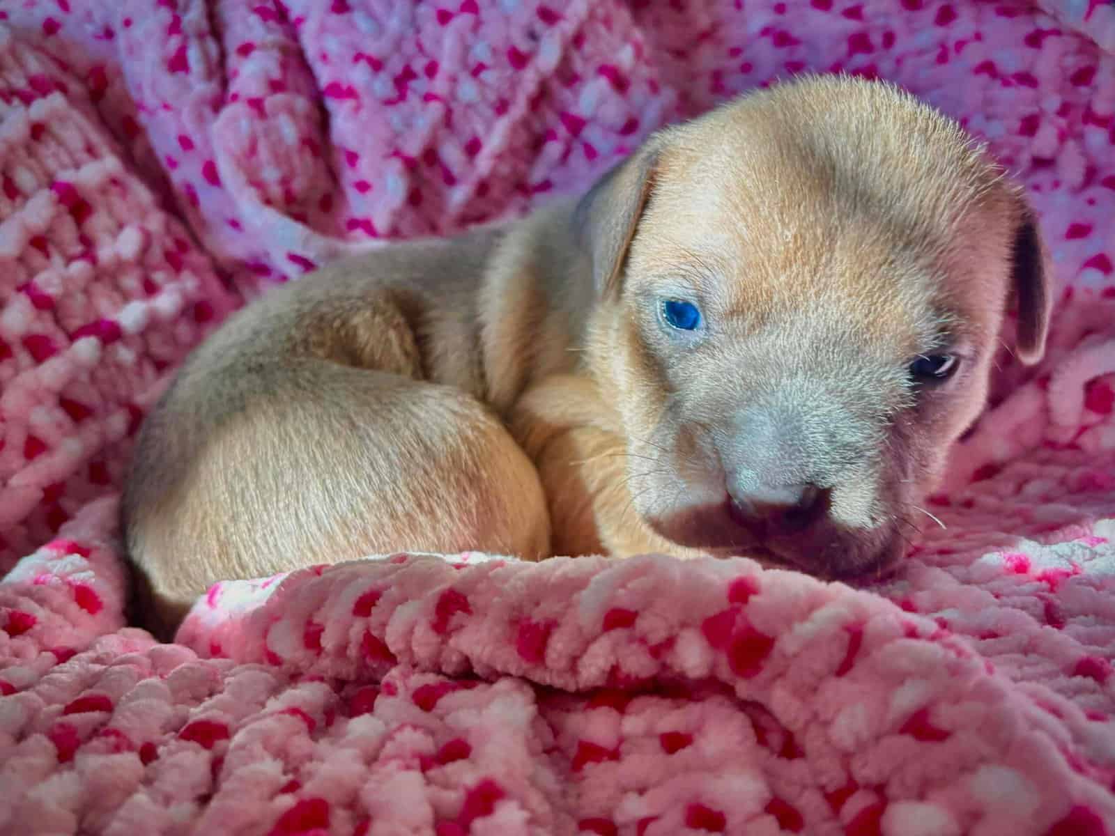 Pitbull Mastiff Babies for Valentine’s Day image 3