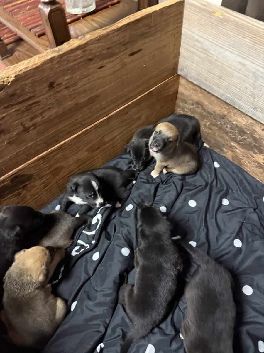 Free Puppies image 4