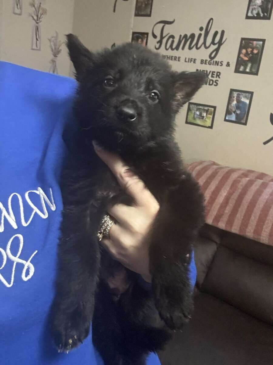 AKC registered German shepherd litter image 2