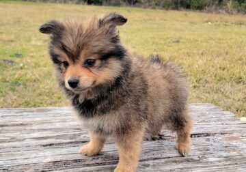 Pomeranian puppies