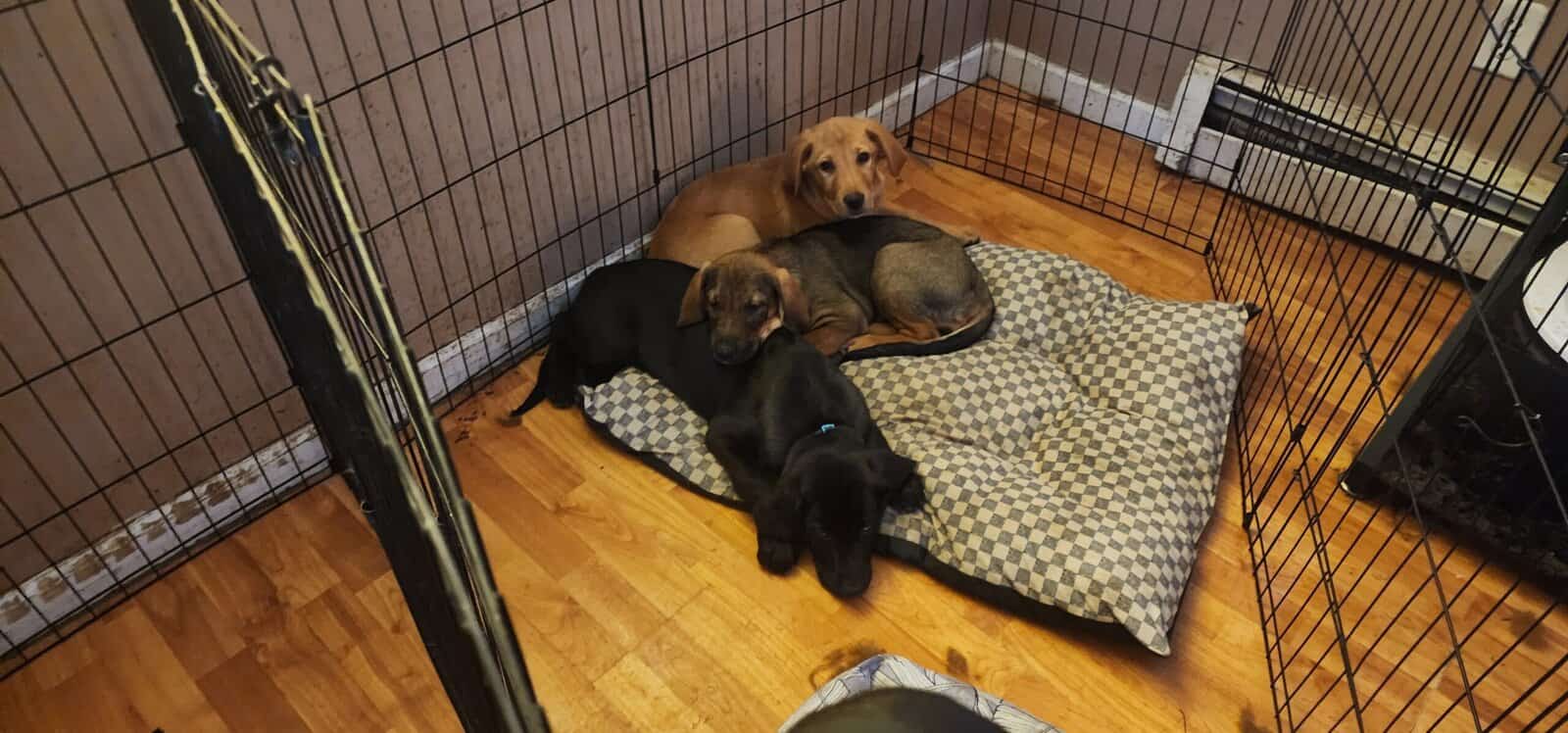 Puppies for sale image 2
