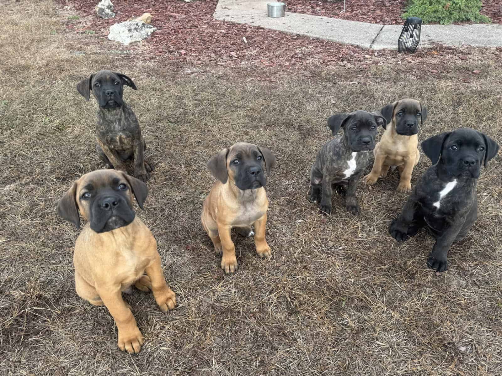 Cane Corso puppies image 2